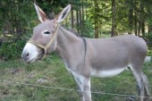 Cum să reacţionezi în faţa unei situaţii nefavorabile